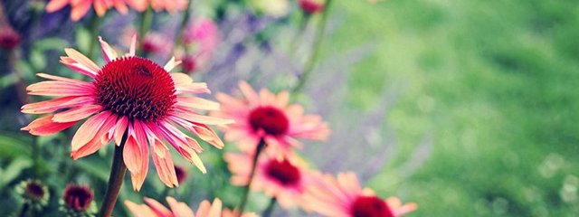 flowers peachy_640x240